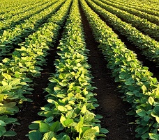 image: Organic Gardens